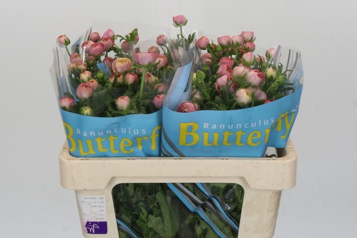 <h4>Ranunculus Butterfly Hera</h4>