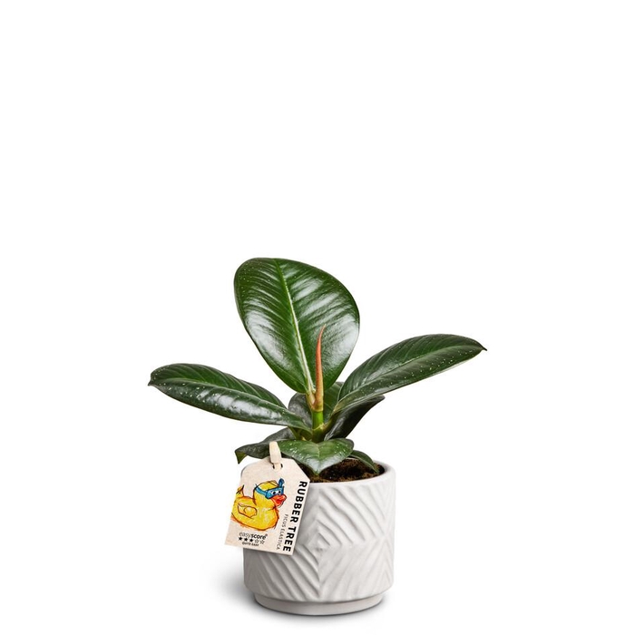 <h4>FICUS ELASTICA</h4>