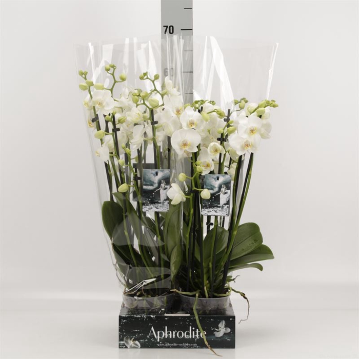 <h4>Phalaenopsis   ...white</h4>