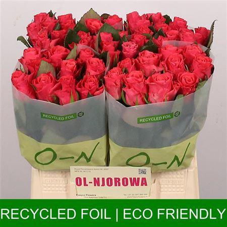 <h4>R Gr Pink Tacazzi+</h4>