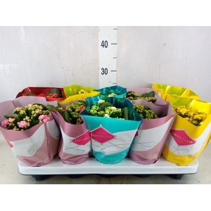 Kalanchoe blos. 'Perfecta'  ..mix 5
