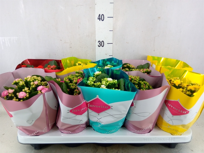 <h4>Kalanchoe blos. 'Perfecta'  ..mix 5</h4>