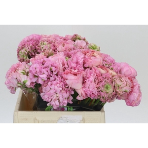 Ranunculus Pon Pon Hermione
