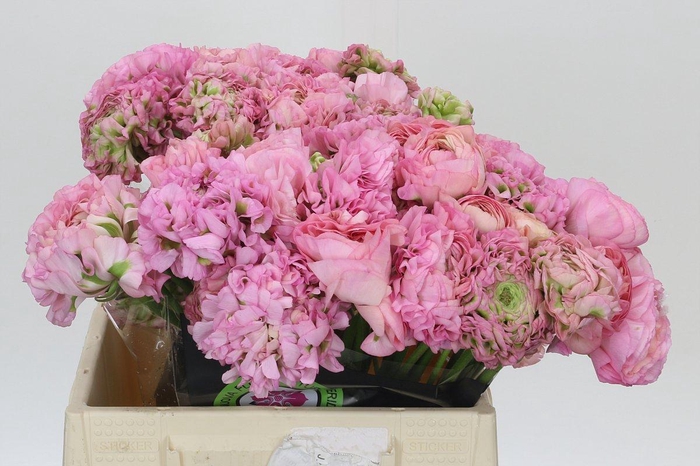 <h4>Ranunculus Pon Pon Hermione</h4>