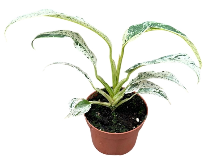 <h4>Overig planten</h4>