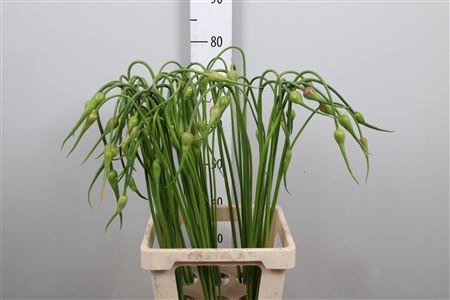 <h4>Allium Sat Ophioscor</h4>