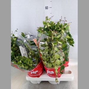 Aeschynanthus  'Pink Polka'