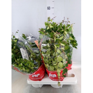 Aeschynanthus  'Pink Polka'