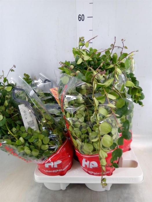 <h4>Aeschynanthus  'Pink Polka'</h4>