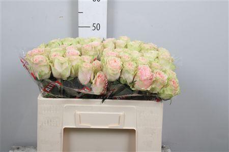 <h4>R Gr Frutteto</h4>