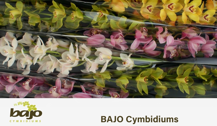 <h4>CYMB T GEM</h4>