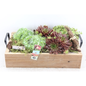 arr4 Semp JS - Hout tray oor XL