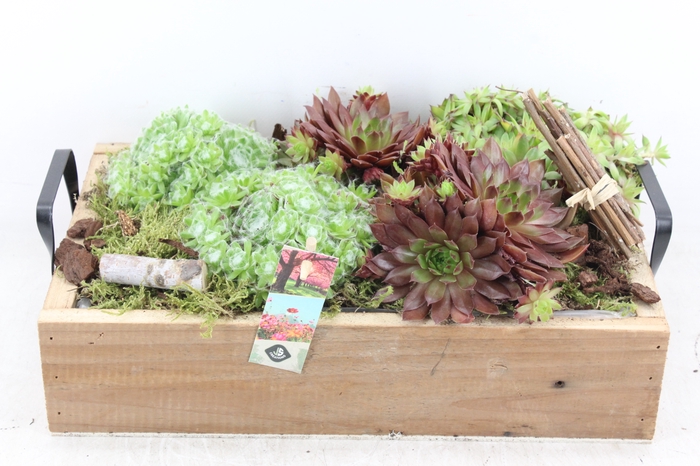 <h4>arr4 Semp JS - Hout tray oor XL</h4>
