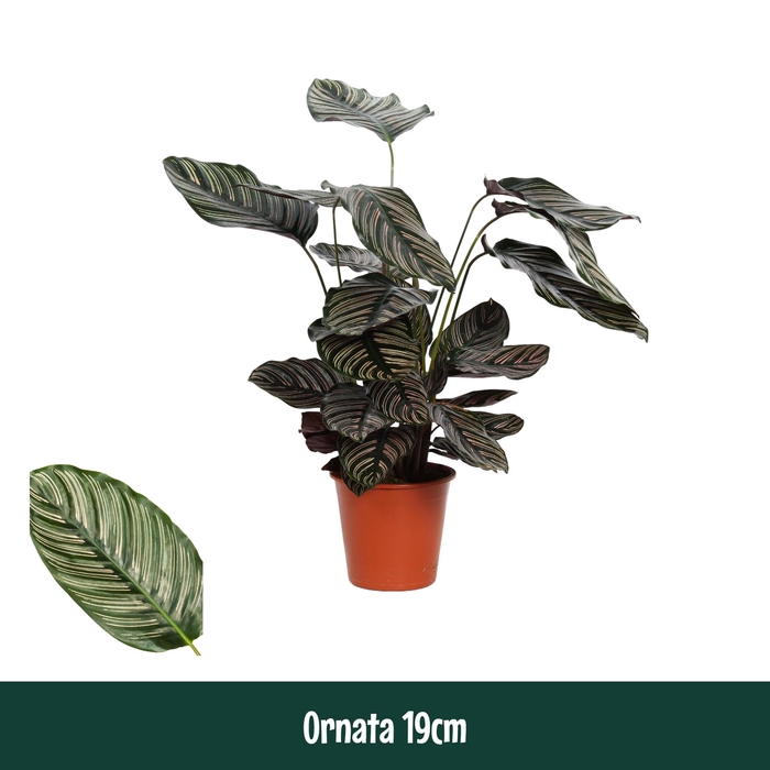 <h4>Calathea 19cm Ornata - Living</h4>