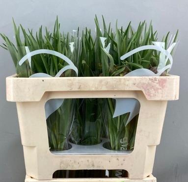 <h4>FRIT UVA-VULPIS</h4>