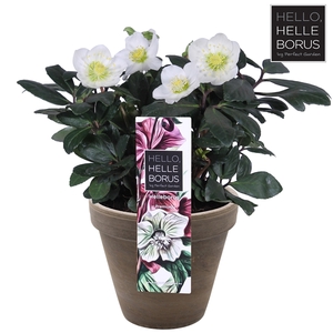 Helleborus niger 'Christmas Carol' P17 (Basalt series)