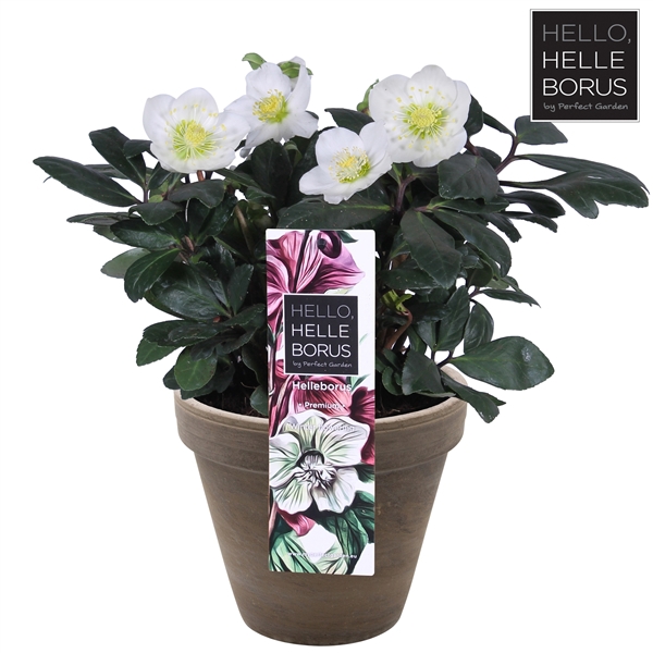 <h4>Helleborus niger 'Christmas Carol' P17 (Basalt series)</h4>