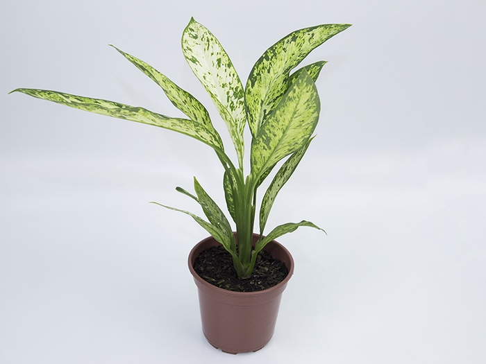 <h4>DIEF. VESUVIUS P17</h4>