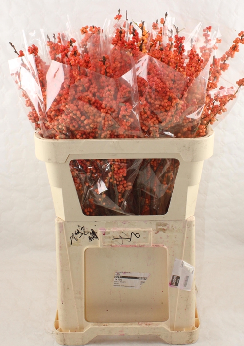 <h4>ILEX VE WINTER GOLD</h4>