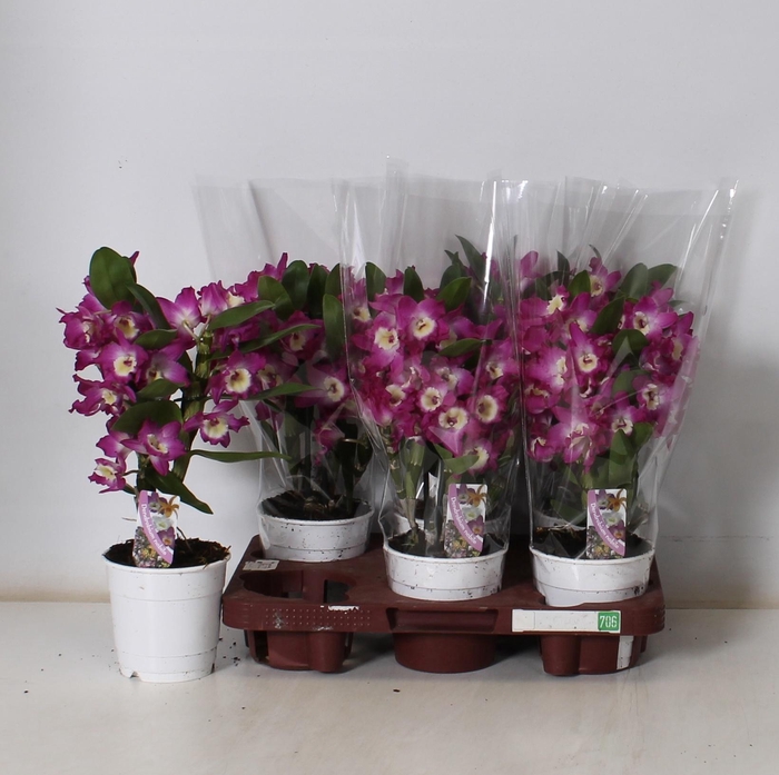 <h4>DEND NOBILE</h4>