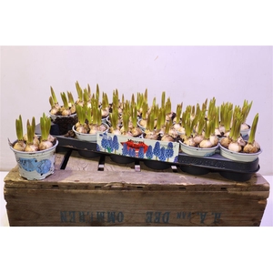 arr8 Muscar Big Smile