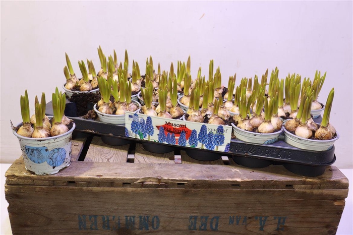 <h4>arr8 Muscar Big Smile</h4>