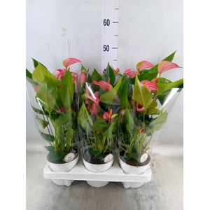 Anthurium andr. 'Livium Red'