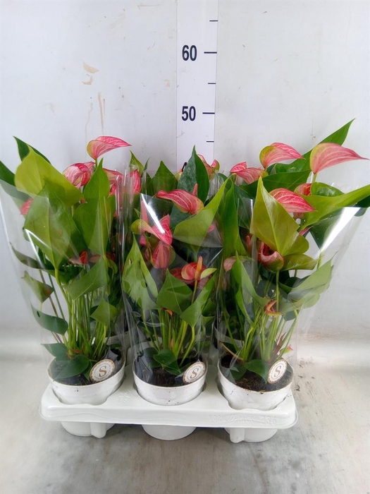 <h4>Anthurium andr. 'Livium Red'</h4>