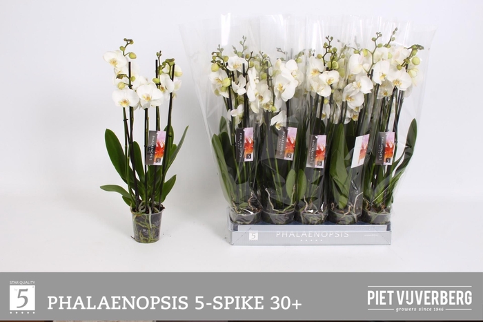 <h4>PHAL OV WIT</h4>