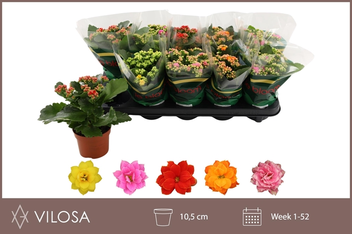 <h4>KAL GE GEM 5 KL</h4>