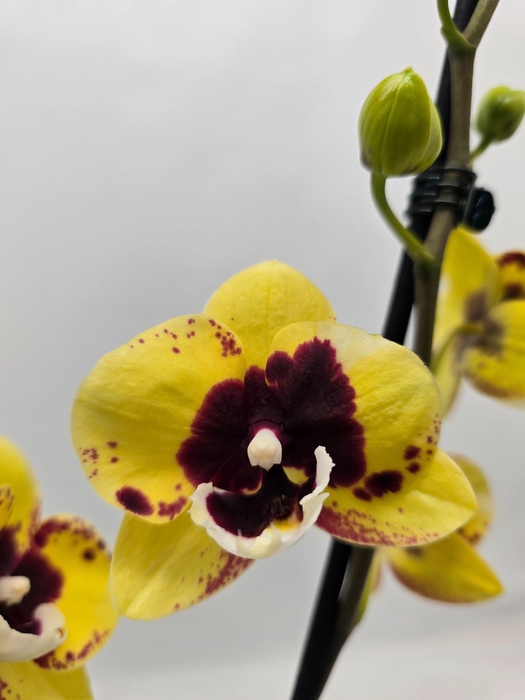 <h4>Limited 61 week 6</h4>