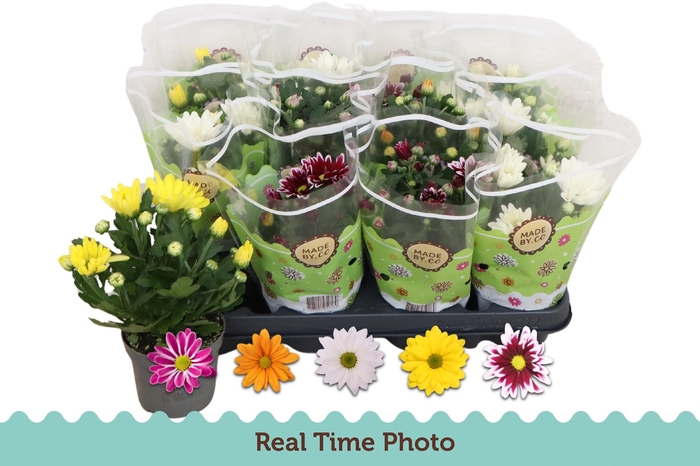 <h4>CHRYS GEM 5 KL</h4>