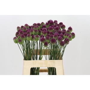 Allium Sphaerocephalon