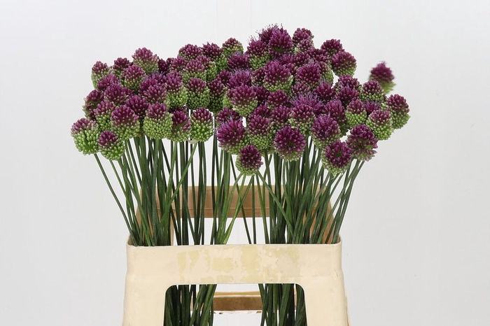 Allium Sphaerocephalon