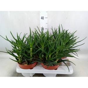 Aloe   ...