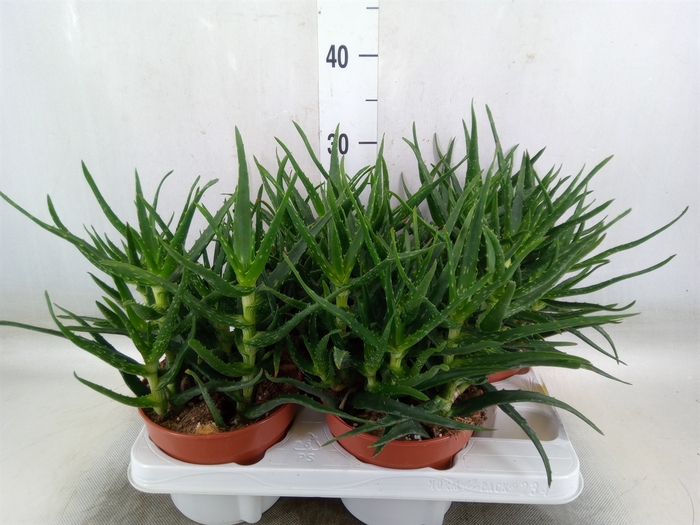 <h4>Aloe   ...</h4>