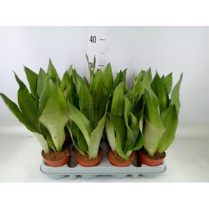 Sansevieria trifa. 'Moonshine'