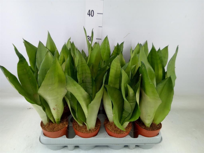 <h4>Sansevieria trifa. 'Moonshine'</h4>