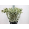Acacia Dennisboden 200 Gram