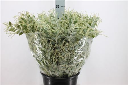 Acacia Dennisboden 200 Gram