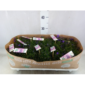 Campanula porten. 'Ambella In Prpl'