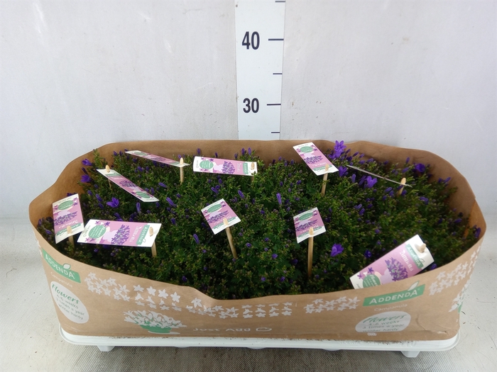 <h4>Campanula porten. 'Ambella In Prpl'</h4>