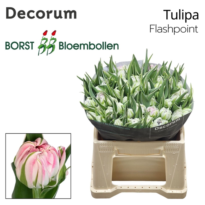 <h4>TU DU FLASH POINT</h4>