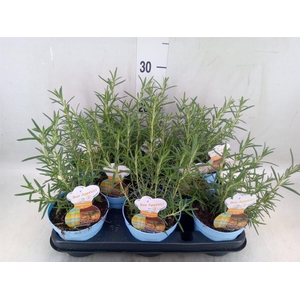 Rosmarinus offi.   ...