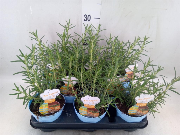 <h4>Rosmarinus offi.   ...</h4>