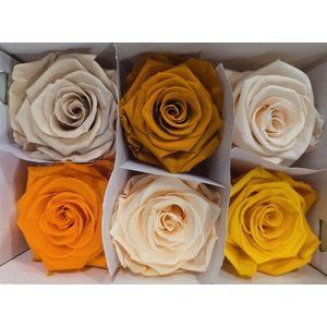 Ro Pres Classic Mix Orange
