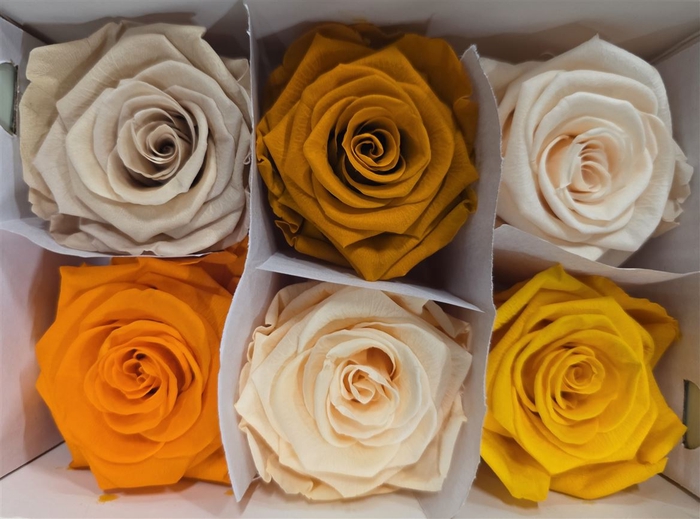 Ro Pres Classic Mix Orange