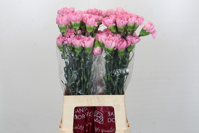 <h4>Dianthus St Lotus</h4>