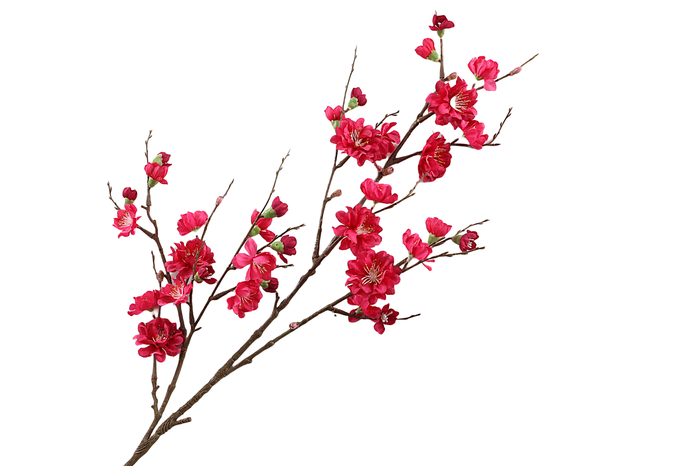 Prunus Cerise