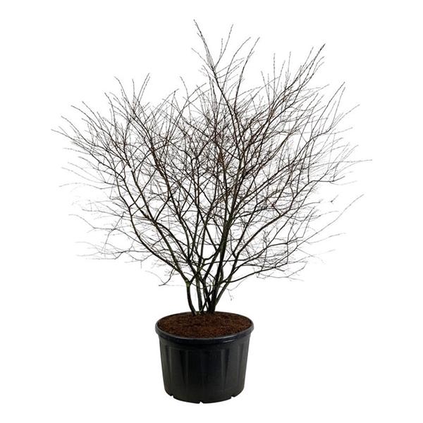 <h4>Amelanchier lamarckii</h4>